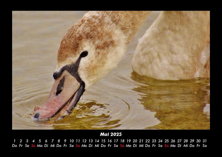 Produktbild: Welt der V&ouml;gel 2025 Fotokalender DIN A3