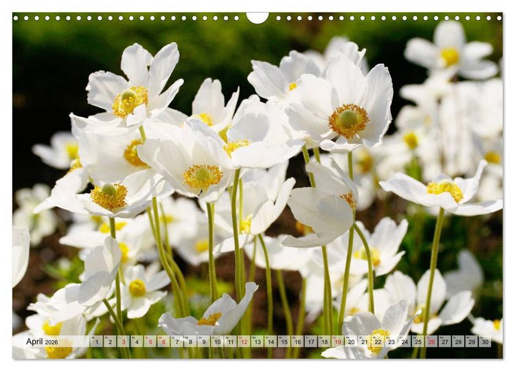 Produktbild: Es bl&uuml;ht im Sommer (Wandkalender 2026 DIN A3 quer), CALVENDO Monatskalender