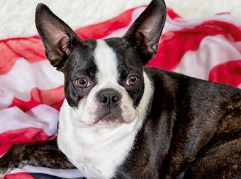 Produktbild: Colored Boston Terrier Stripes Brindle/White (Puzzle)