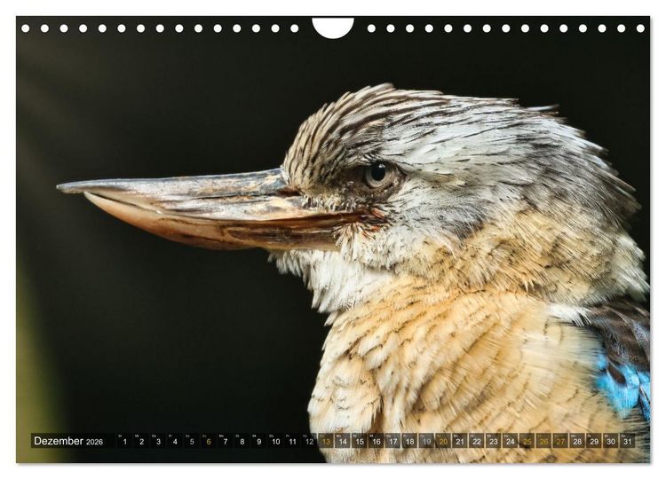 Produktbild: Imposante Vogelportr&auml;ts (Wandkalender 2026 DIN A4 quer), CALVENDO Monatskalender