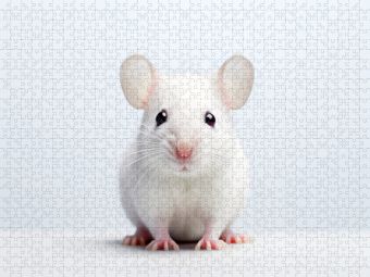 Produktbild: CALVENDO Puzzle Ein Motiv aus dem Kalender "Only white animals" | 1000 Teile Lege-Gr&ouml;&szlig;e 64x48cm Foto-Puzzle f&uuml;r gl&uuml;ckliche Stunden