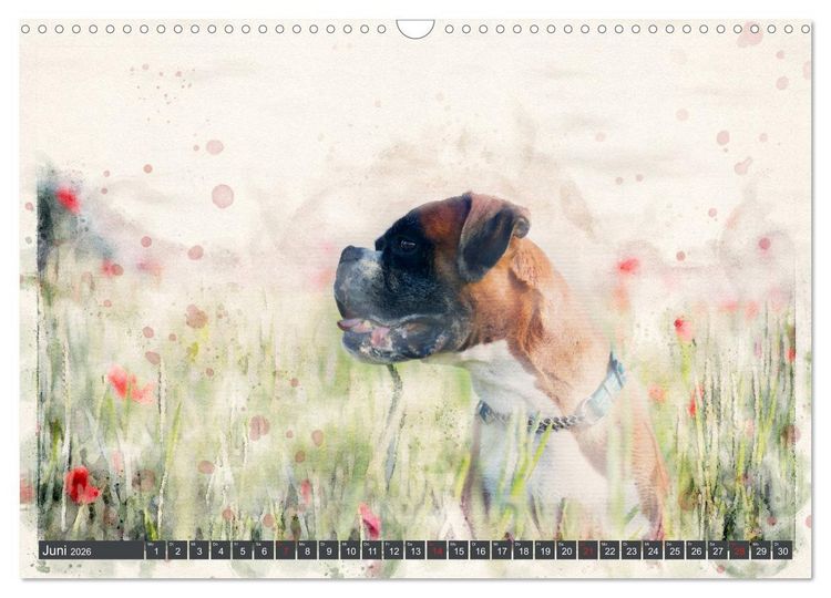 Produktbild: Boxer Photo&Kunst (Wandkalender 2026 DIN A3 quer), CALVENDO Monatskalender