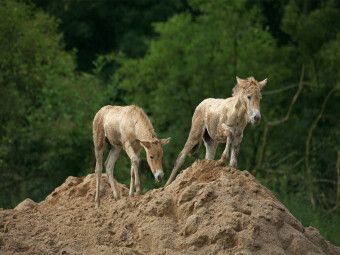 Produktbild: CALVENDO Puzzle Przewalski-Fohlen | 1000 Teile Lege-Gr&ouml;&szlig;e 64x48cm Foto-Puzzle f&uuml;r gl&uuml;ckliche Stunden