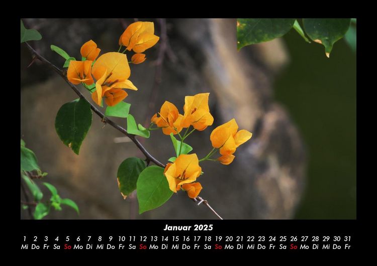 Produktbild: Pflanzen und Bl&uuml;ten 2025 Fotokalender DIN A3