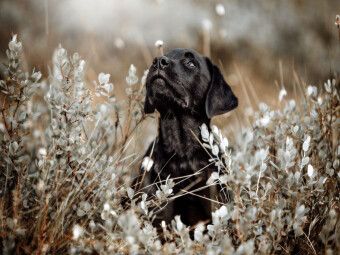 Produktbild: CALVENDO Puzzle Labrador Retriever Welpe | 1000 Teile Lege-Gr&ouml;&szlig;e 64x48cm Foto-Puzzle f&uuml;r gl&uuml;ckliche Stunden