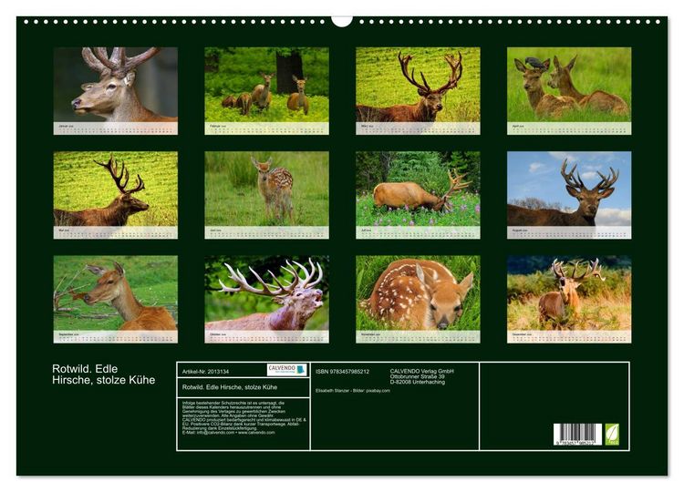 Produktbild: Rotwild. Edle Hirsche, stolze K&uuml;he (Wandkalender 2026 DIN A2 quer), CALVENDO Monatskalender