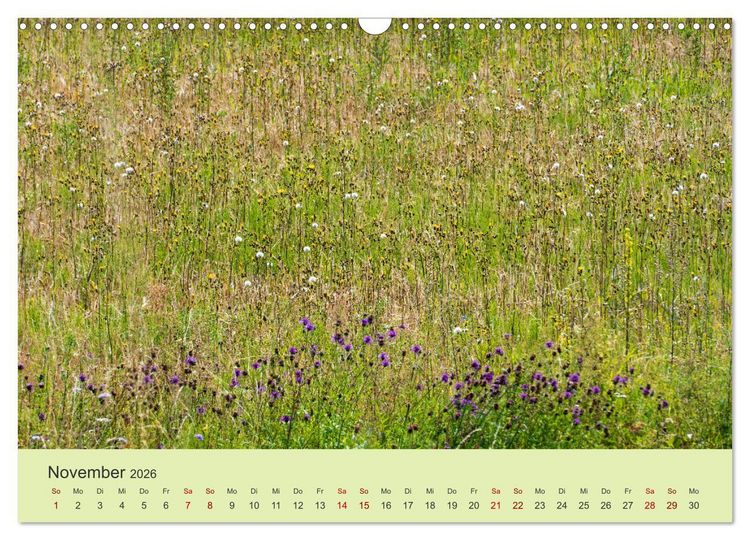 Produktbild: Wilde Blumen - ein Spaziergang durch die Natur (Wandkalender 2026 DIN A3 quer), CALVENDO Monatskalender