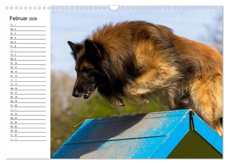 Produktbild: Agility - Sport und Spass (Wandkalender 2026 DIN A3 quer), CALVENDO Monatskalender