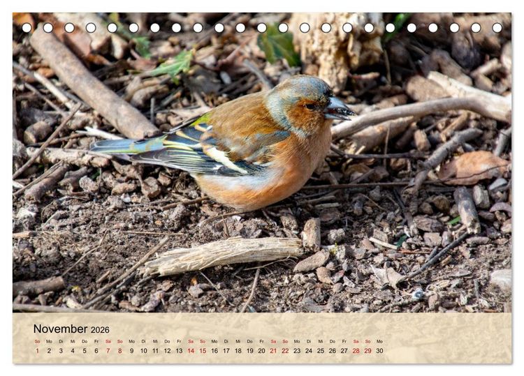 Produktbild: Wildes Stadtleben in M&uuml;nchen (Tischkalender 2026 DIN A5 quer), CALVENDO Monatskalender