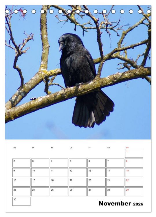 Produktbild: Rabenv&ouml;gel Terminplaner (Tischkalender 2026 DIN A5 hoch), CALVENDO Monatskalender
