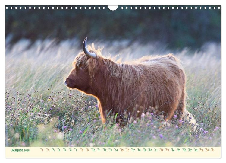 Produktbild: The Hairy Cow Calendar (Wall Calendar 2026 DIN A3 landscape), CALVENDO 12 Month Wall Calendar