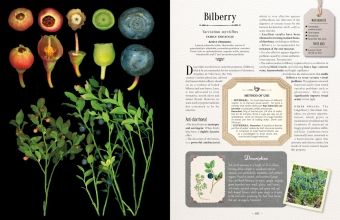 Produktbild: 100 Plants That Heal