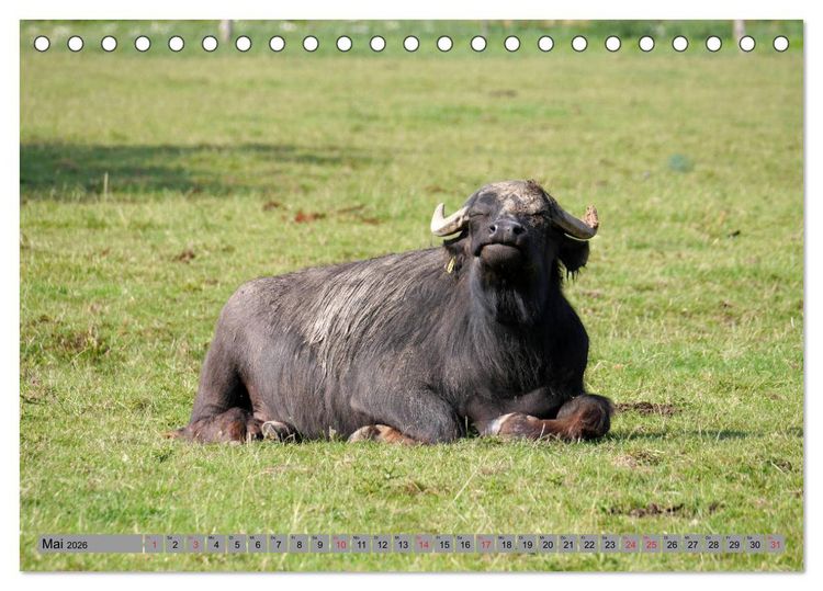 Produktbild: Wasserb&uuml;ffel - In der Ruhe liegt die Kraft (Tischkalender 2026 DIN A5 quer), CALVENDO Monatskalender