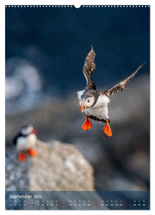 Produktbild: Naturerlebnis Puffin (hochwertiger Premium Wandkalender 2026 DIN A2 hoch), Kunstdruck in Hochglanz