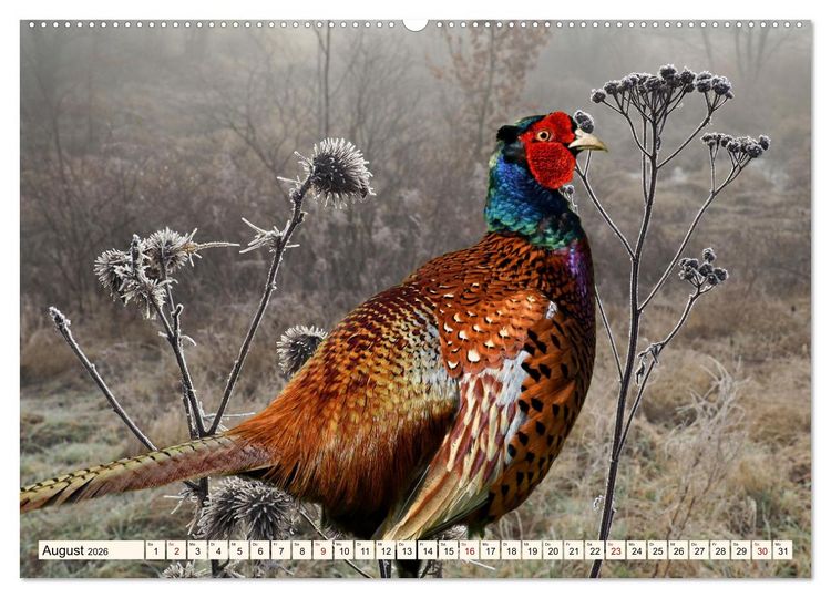Produktbild: Faszinierende H&uuml;hnerv&ouml;gel (hochwertiger Premium Wandkalender 2026 DIN A2 quer), Kunstdruck in Hochglanz