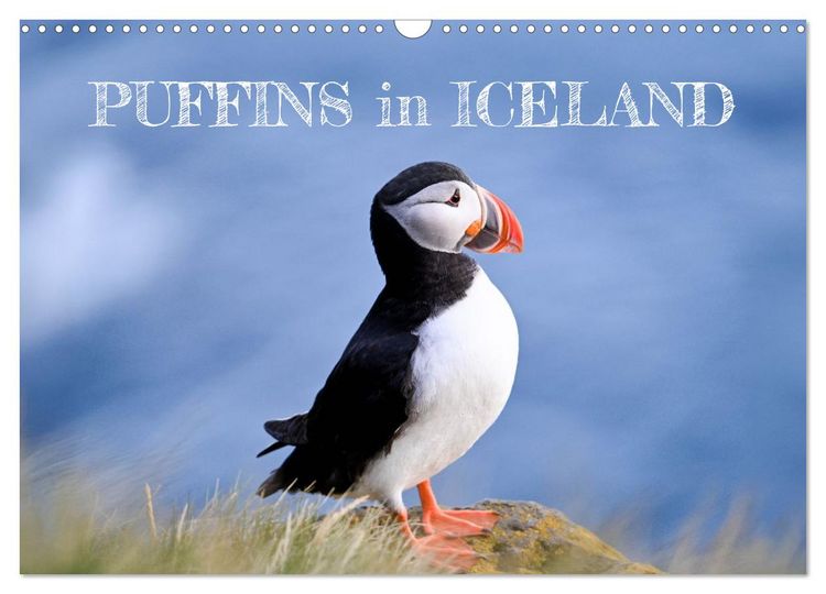 Produktbild: Puffins in Iceland (Wall Calendar 2026 DIN A3 landscape), CALVENDO 12 Month Wall Calendar