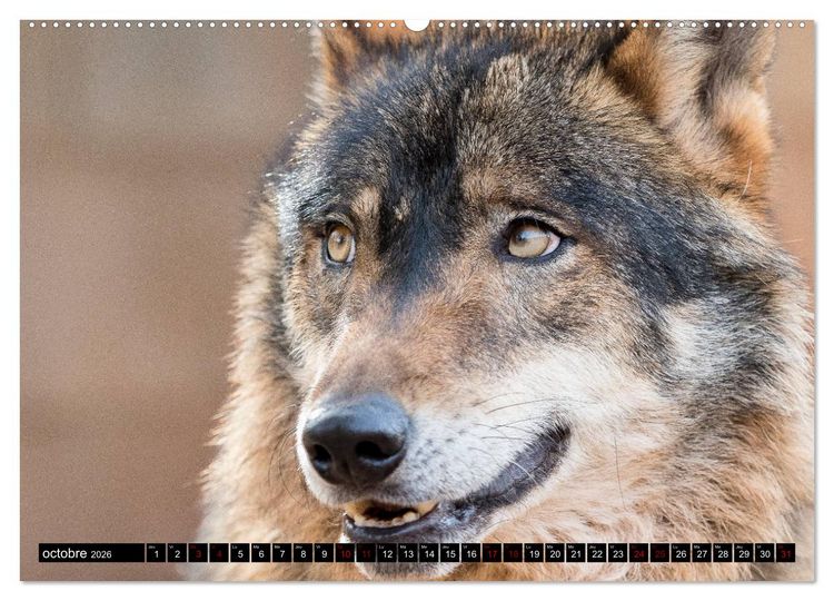 Produktbild: Le loup: l'esprit sauvage (Calendrier mural 2026 DIN A2 vertical) calendrier de bureau