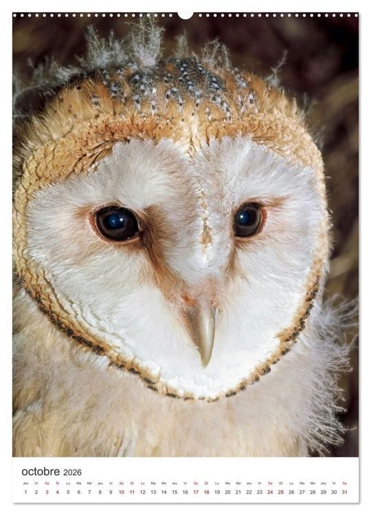 Produktbild: Une chouette de vie, les oiseaux (Calendrier mural 2026 DIN A2 horizontal), CALVENDO calendrier mensuel