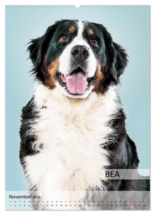 Produktbild: Hundekalender - Hunderassen im Portrait (hochwertiger Premium Wandkalender 2026 DIN A2 hoch), Kunstdruck in Hochglanz