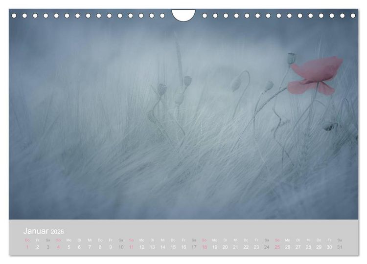 Produktbild: Zauber des Mohns (Wandkalender 2026 DIN A4 quer), CALVENDO Monatskalender