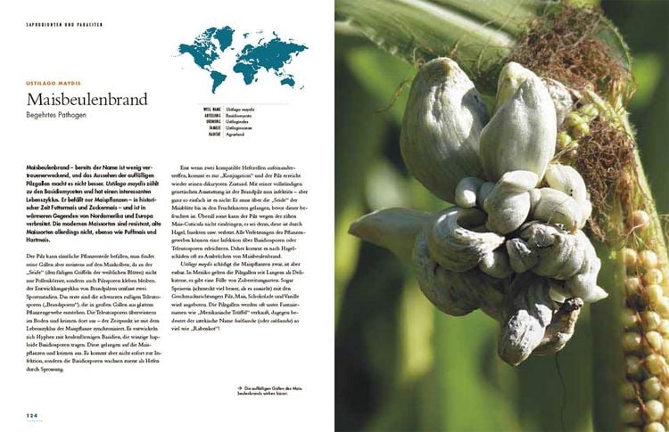 Produktbild: Pilze