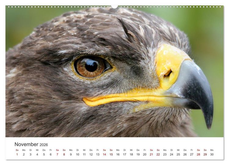 Produktbild: GREIFVOGEL- UND EULENPORTR&Auml;TS (Wandkalender 2026 DIN A2 quer), CALVENDO Monatskalender