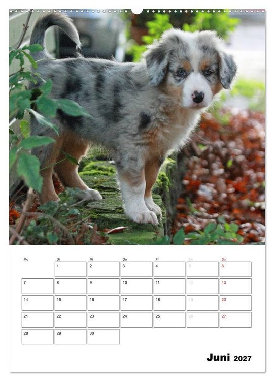 Produktbild: Australian Shepherd (hochwertiger Premium Wandkalender 2027 DIN A2 hoch), Kunstdruck in Hochglanz