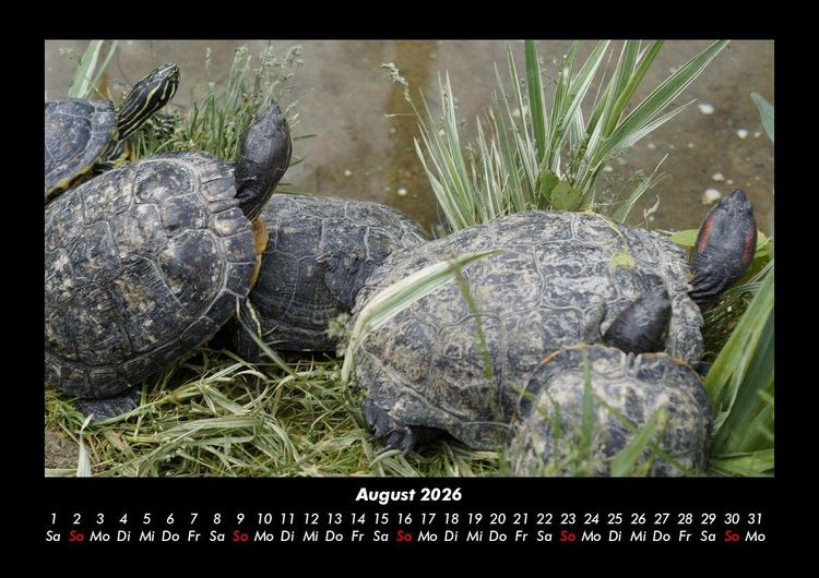 Produktbild: Schildkr&ouml;tenzauber 2026 Fotokalender DIN A3