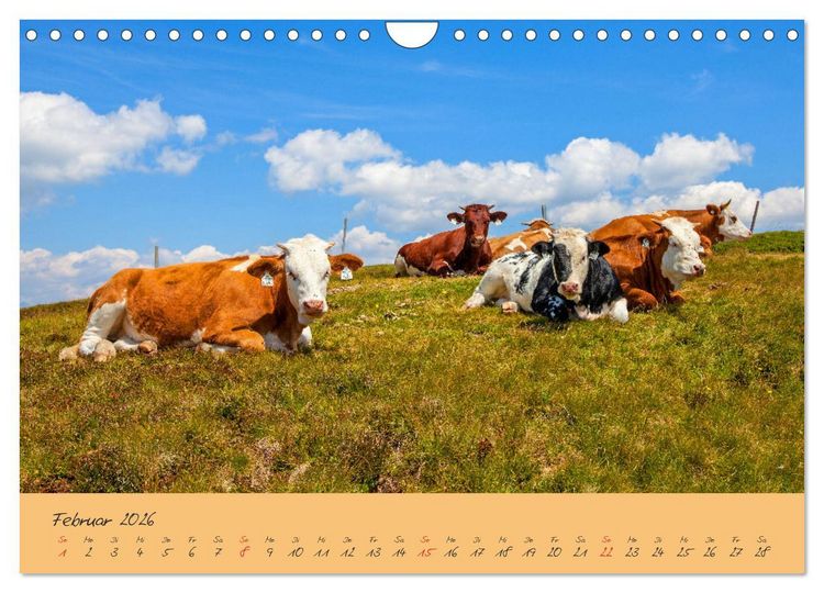 Produktbild: Friedliche K&uuml;he (Wandkalender 2026 DIN A4 quer), CALVENDO Monatskalender