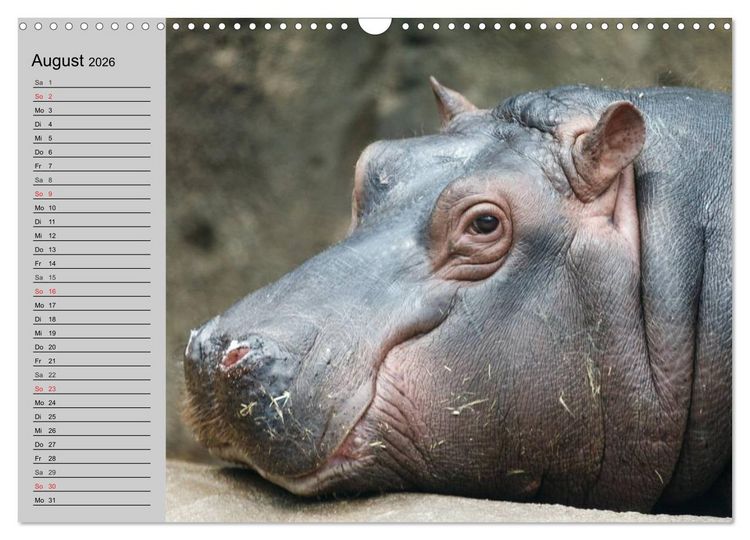 Produktbild: Nash&ouml;rner und Flusspferde (Wandkalender 2026 DIN A3 quer), CALVENDO Monatskalender
