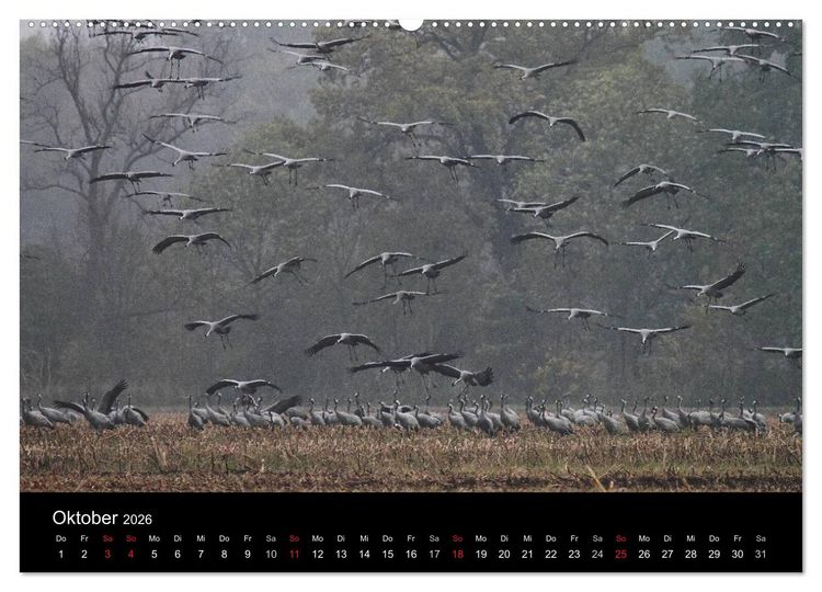 Produktbild: Kranich-Land Brandenburg (hochwertiger Premium Wandkalender 2026 DIN A2 quer), Kunstdruck in Hochglanz
