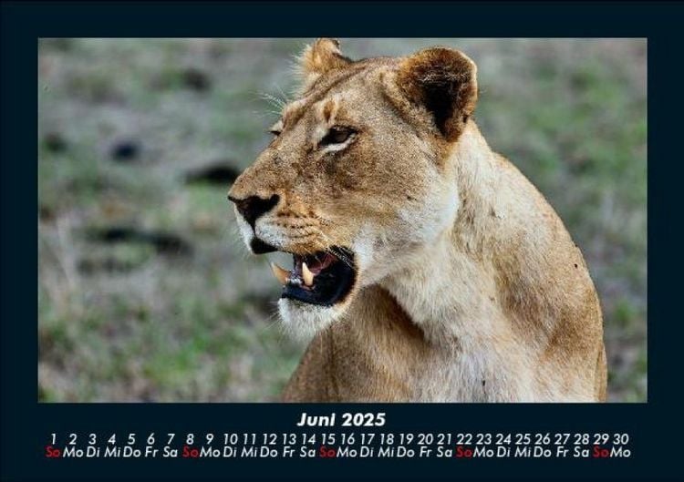Produktbild: L&ouml;wen in der Wildnis 2025 Fotokalender DIN A5
