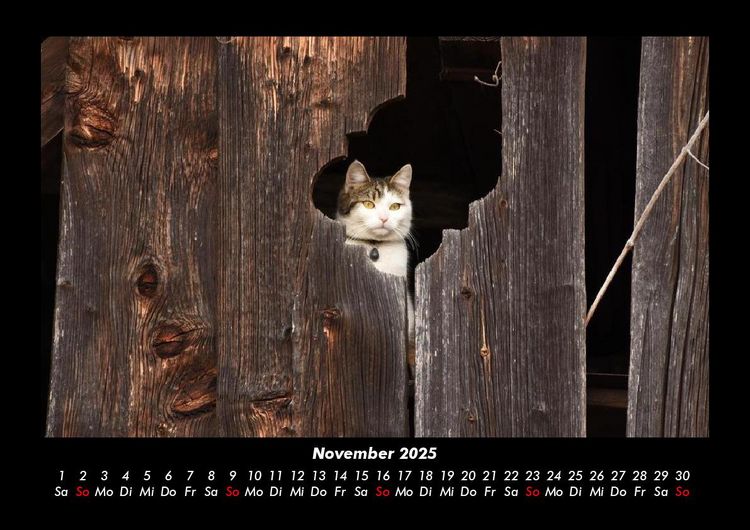 Produktbild: F&uuml;r Katzenfreunde 2025 Fotokalender DIN A3