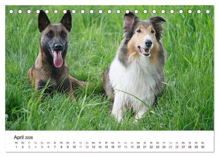 Produktbild: Mein Hundekalender 2026 (Tischkalender 2026 DIN A5 quer), CALVENDO Monatskalender