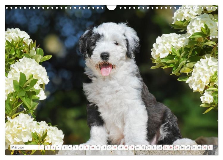Produktbild: In der Kinderstube bei Familie Bobtail (Wandkalender 2026 DIN A3 quer), CALVENDO Monatskalender