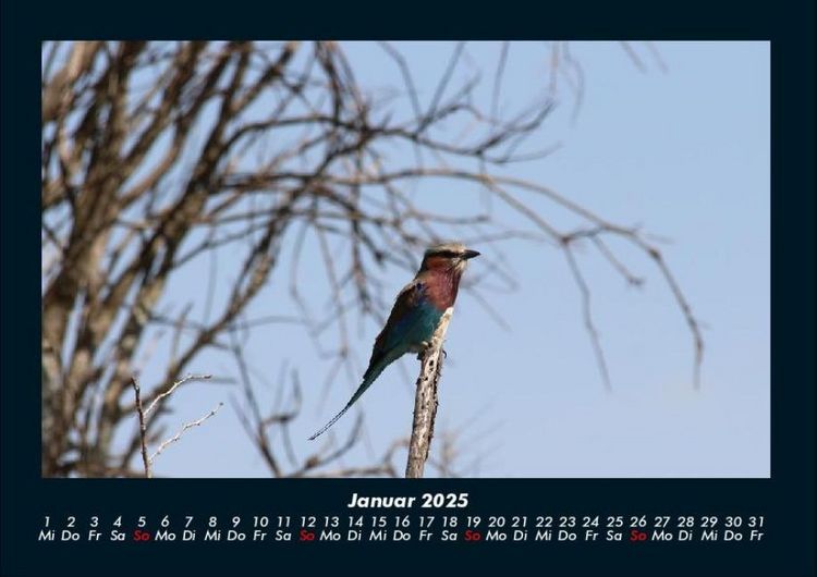 Produktbild: Vogelparadies 2025 Fotokalender DIN A4