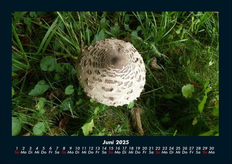 Produktbild: Pilzkalender 2025 Fotokalender DIN A4
