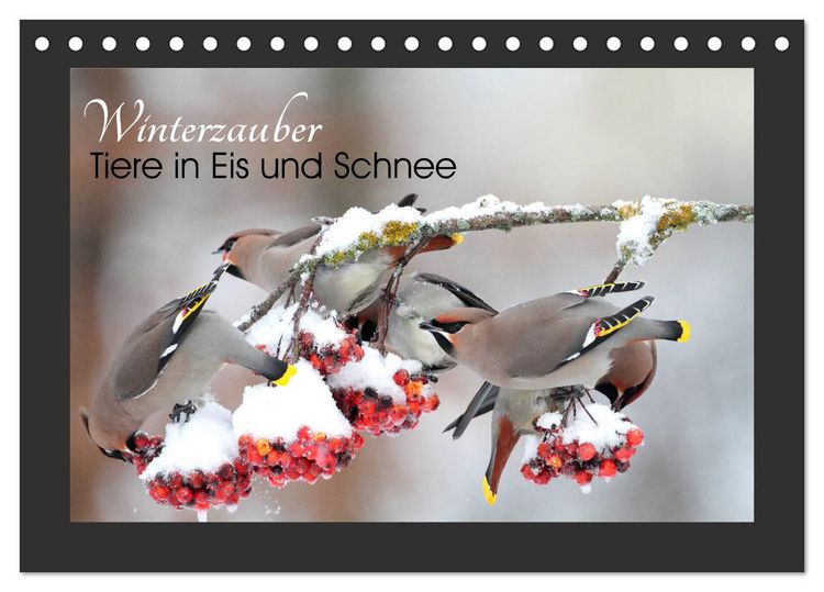 Produktbild: Winterzauber - Tiere in Eis und Schnee (Tischkalender 2026 DIN A5 quer), CALVENDO Monatskalender