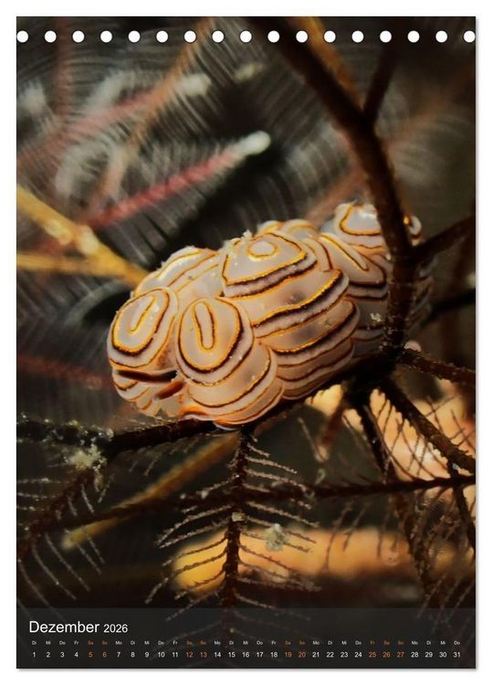Produktbild: Nudibranches Meeresnacktschnecken aus Nord-Sulawesi (Tischkalender 2026 DIN A5 hoch), CALVENDO Monatskalender