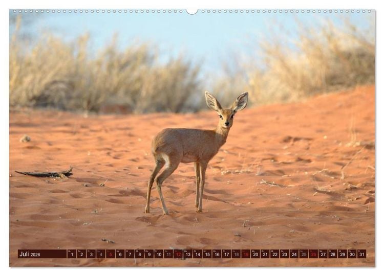 Produktbild: Afrikas wilde Sch&ouml;nheiten (hochwertiger Premium Wandkalender 2026 DIN A2 quer), Kunstdruck in Hochglanz