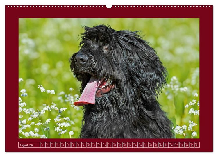 Produktbild: Herz auf vier Pfoten - Briard (Wandkalender 2026 DIN A2 quer), CALVENDO Monatskalender