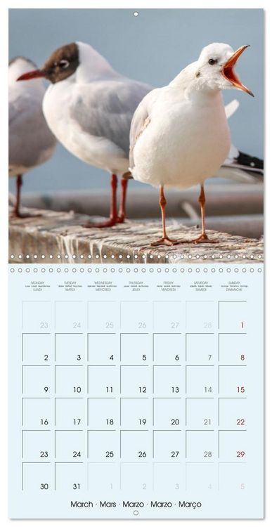 Produktbild: Les oiseaux du lac L&eacute;man (Calendrier mural carr&eacute; 2026 30x30 cm) Calendrier double avec une page pour vos prises de notes