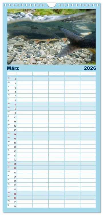 Produktbild: Familienplaner 2026 - Faszination Fische mit 5 Spalten (Wandkalender, 21 x 45 cm) CALVENDO