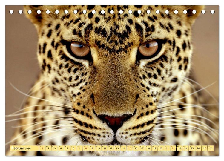 Produktbild: Tiere Schau mir in die Augen (Tischkalender 2026 DIN A5 quer), CALVENDO Monatskalender