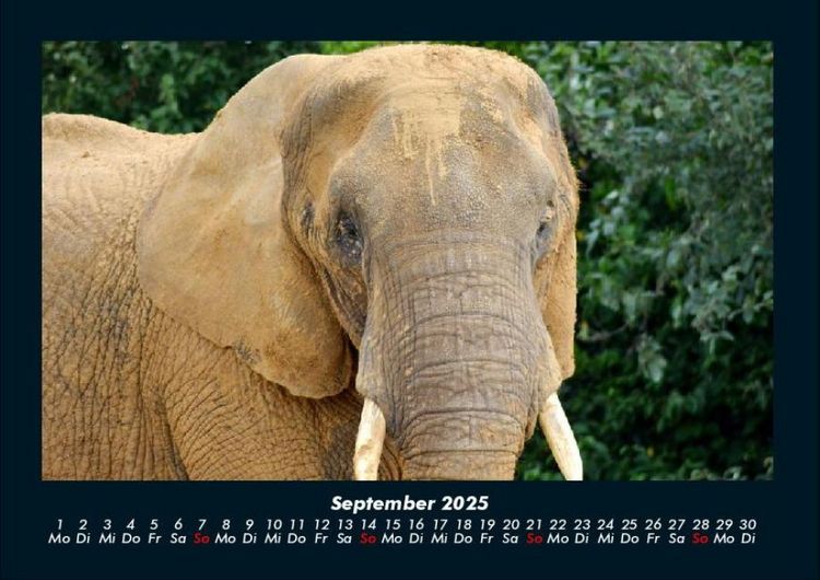 Produktbild: Der Tierkalender 2025 Fotokalender DIN A4