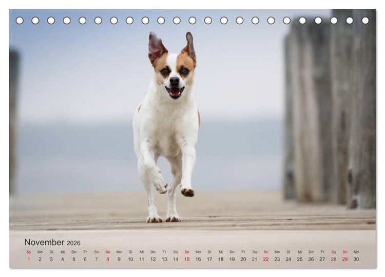 Produktbild: Hunde 2026 - Treue Begleiter (Tischkalender 2026 DIN A5 quer), CALVENDO Monatskalender