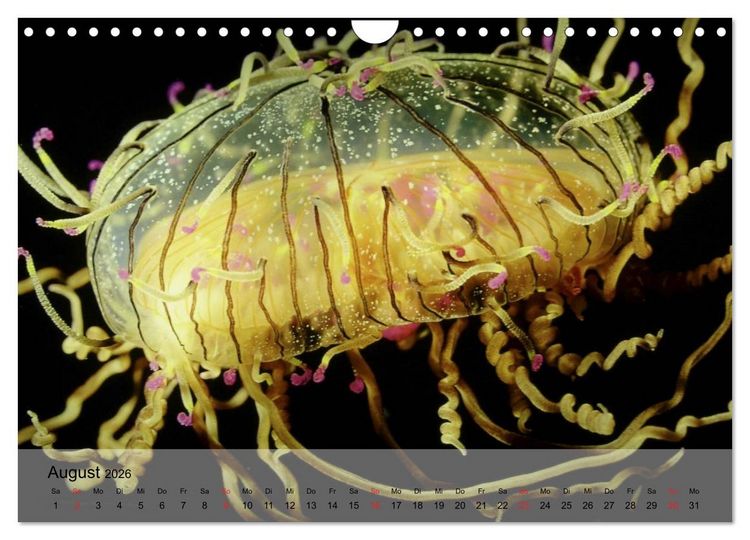Produktbild: Quallen. Die Welt der Medusen (Wandkalender 2026 DIN A4 quer), CALVENDO Monatskalender