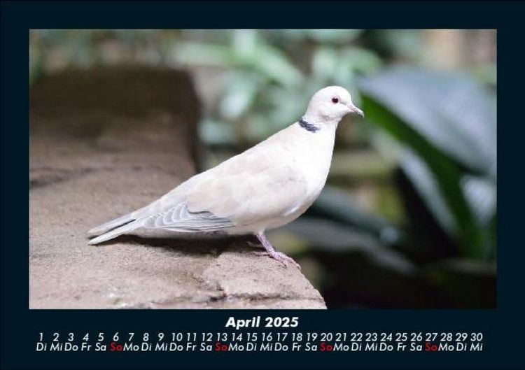 Produktbild: V&ouml;gel 2025 Fotokalender DIN A5