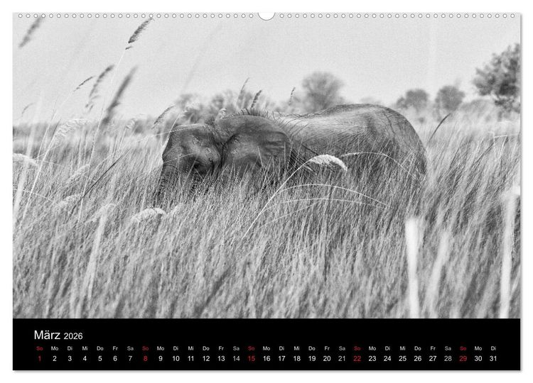 Produktbild: Elefanten Schwarz - Weiss (hochwertiger Premium Wandkalender 2026 DIN A2 quer), Kunstdruck in Hochglanz