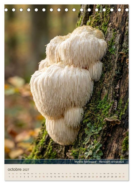 Produktbild: MAGIE DU SOUS-BOIS (Calendrier de bureau 2027 DIN A5 horizontal), CALVENDO calendrier mensuel